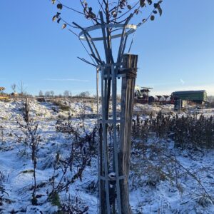 Normannisches Korsett