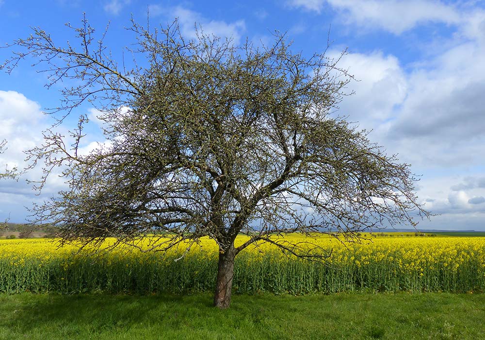 Einen alten Apfelbaum schneiden - Aufnahme vor dem Obstbaumschnitt