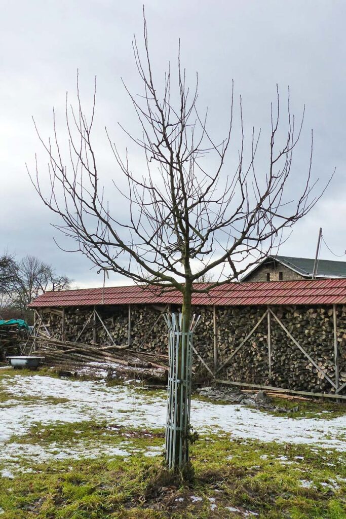 Junger Apfelbaum vor dem Schnitt in der Winterzeit
