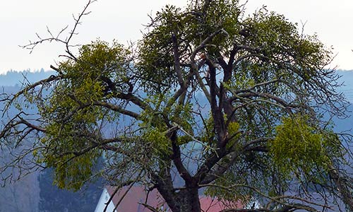 Misteln und Rindenbrand