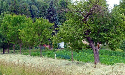 Agroforst und Landschaftsgestaltung