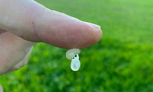 Klimaanpassung und Pflanzengesundheit