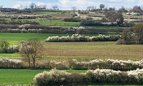 Hecken- und Baumlandschaften