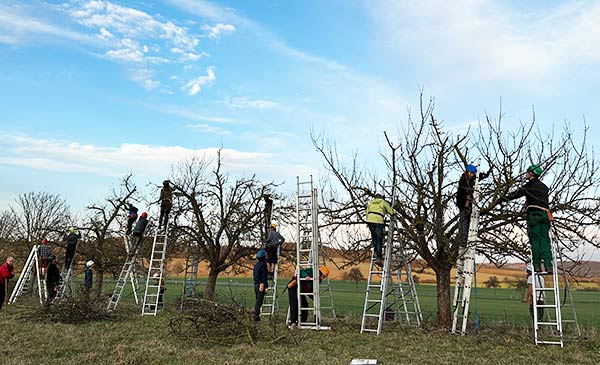 Intensivkurs Altbaumschnitt