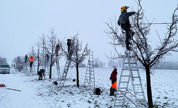 Intensivkurs Jungbaumschnitt