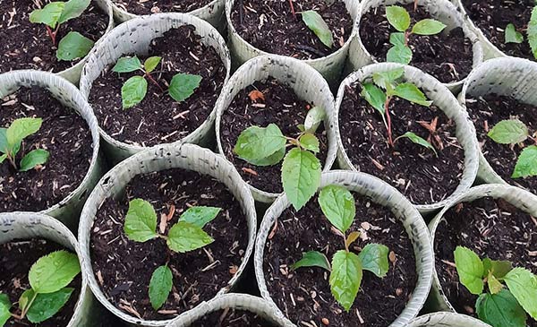 Sämlingsvermehrung & Direktsaat