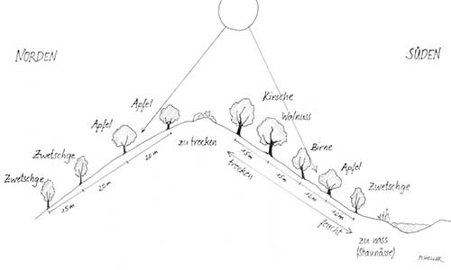Planung von Streuobstwiesen