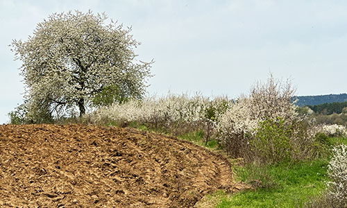 Bäume in der Landwirtschaft
