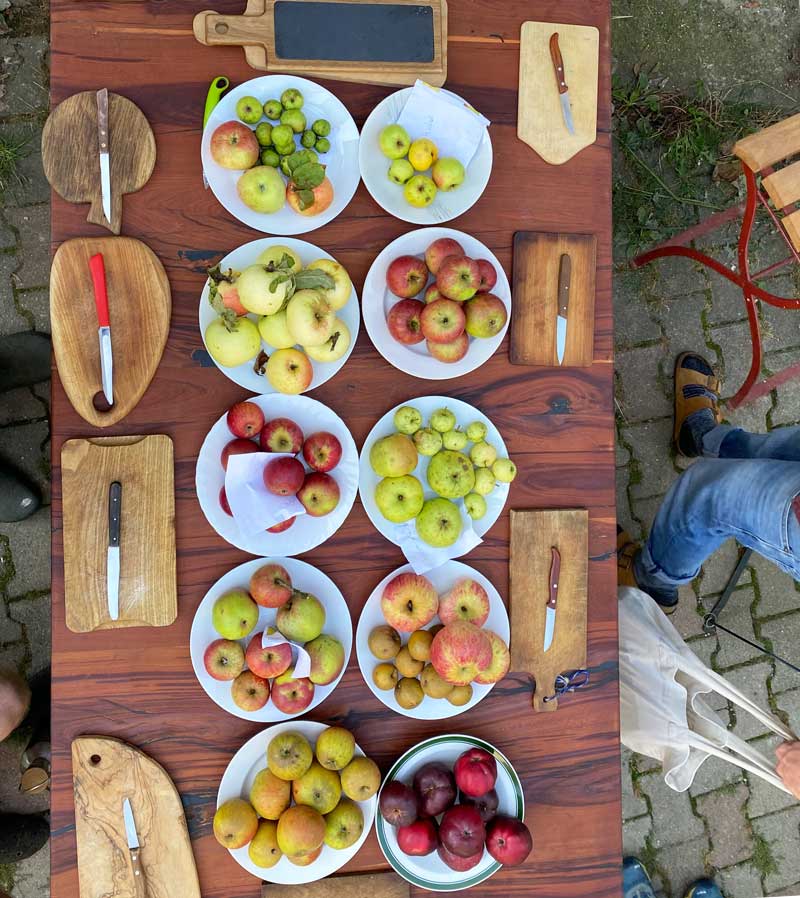 Vielfältige Apfelsorten zur Verkostung auf einem Holztisch angerichtet