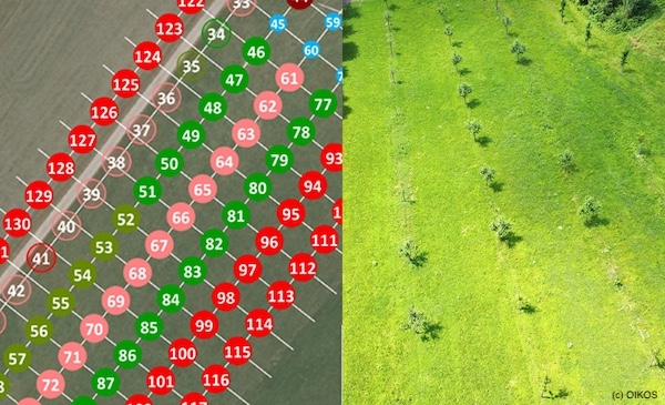 Planung und Neuanlage von Hochstamm-Produktionssystemen